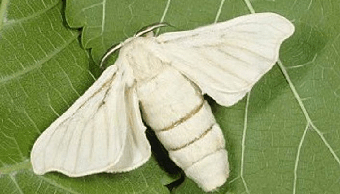 Mariposas nocturnas gusano de seda