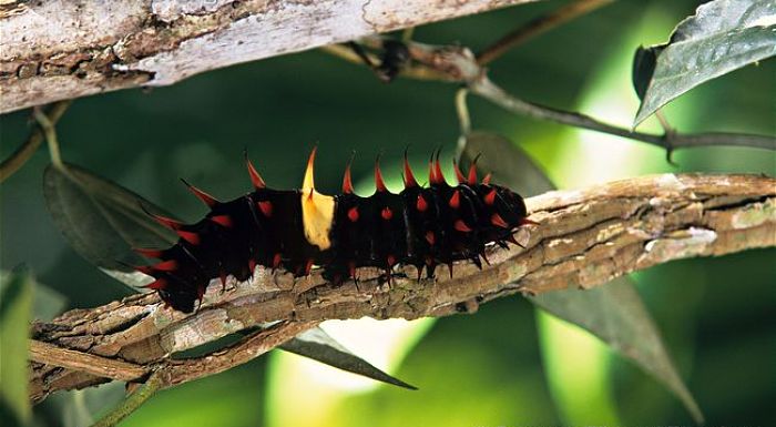 Mariposa alas de pájaro