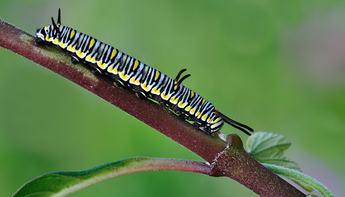 Mariposa Tigre oruga
