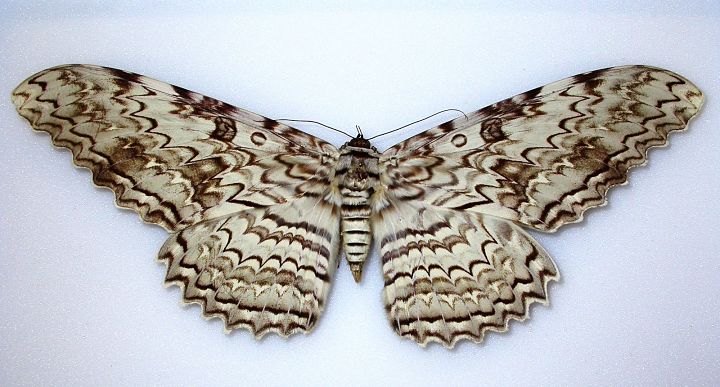 Mariposa fantasma