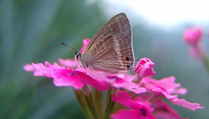 Mariposa canela estriada