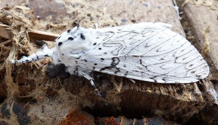 Mariposa Cerura Erminea