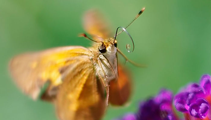 antenas de mariposas