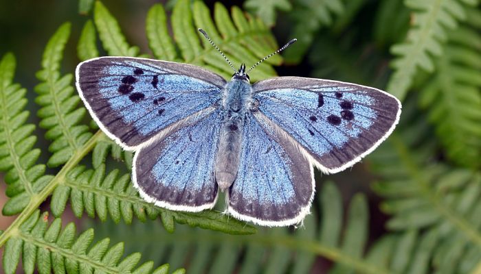 Mariposa carnívora