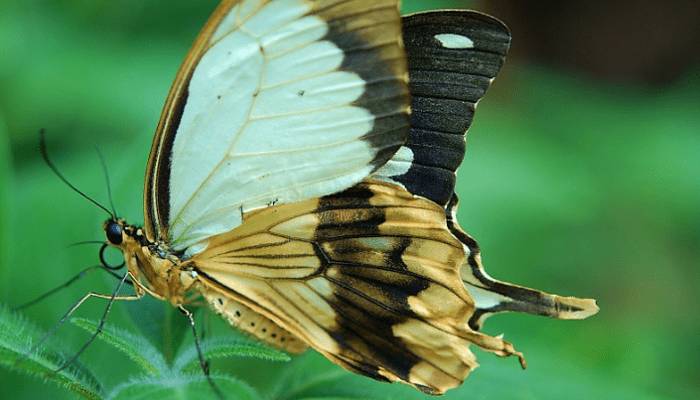 Partes de una mariposa